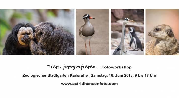 web_tiere-fotografieren1 web_tiere-fotografieren1