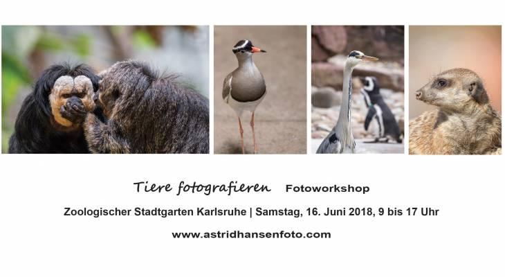 web_tiere-fotografieren1 web_tiere-fotografieren1